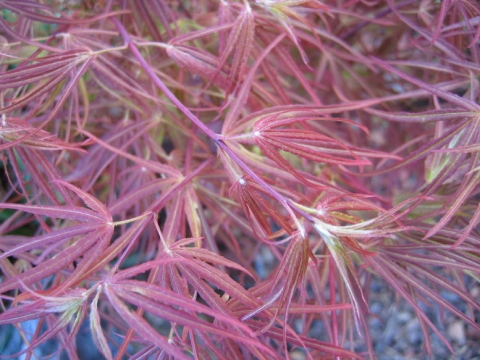 Klon palmowy  (Acer palmatum) Villa Taranto